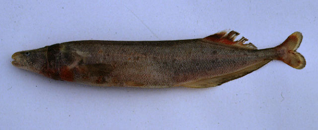 Mormyrops anguilloides (Linnaeus, 1758)